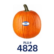 Fresh Carving Pumpkin, Each