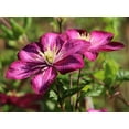 thumbnail image 4 of Clematis Ville de Lyon - 5 Live Plants in 4 Inch Growers Pots - Clematis 'Ville de Lyon' - Starter Plants Ready for The Garden - Beautiful Red Flowering Vine, 4 of 5