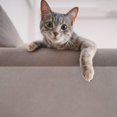 thumbnail image 3 of Cat Scratch Tape Double Side Cat Training Tape Kitten Scratch Deterrent Tape, 3 of 10