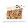 thumbnail image 4 of Modèle de Dissection de Tissu Anatomique Humain pour École Médicale, Aides Pédagogiques en Anatomie et Biologie, 4 of 6