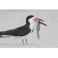 thumbnail image 2 of Morris, Arthur 32x23 White Modern Wood Framed Museum Art Print Titled - NY, Point Lookout Black skimmer with fish, 2 of 4