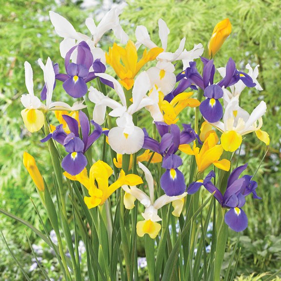 Van Zyverden Dutch Iris Mixed Set of 75 Bulbs Mixed Partial Sun Perennial Deer Resistant 2 lbs