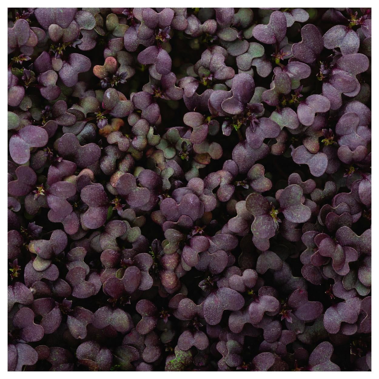 Everwilde Farms - 1 lb Organic Red Giant Mustard Seeds - Gold Vault Bulk Seed Packet
