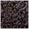 thumbnail image 3 of Everwilde Farms - 1/4 lb Red Giant Mustard Seeds - Gold Vault Bulk Seed Packet, 3 of 3