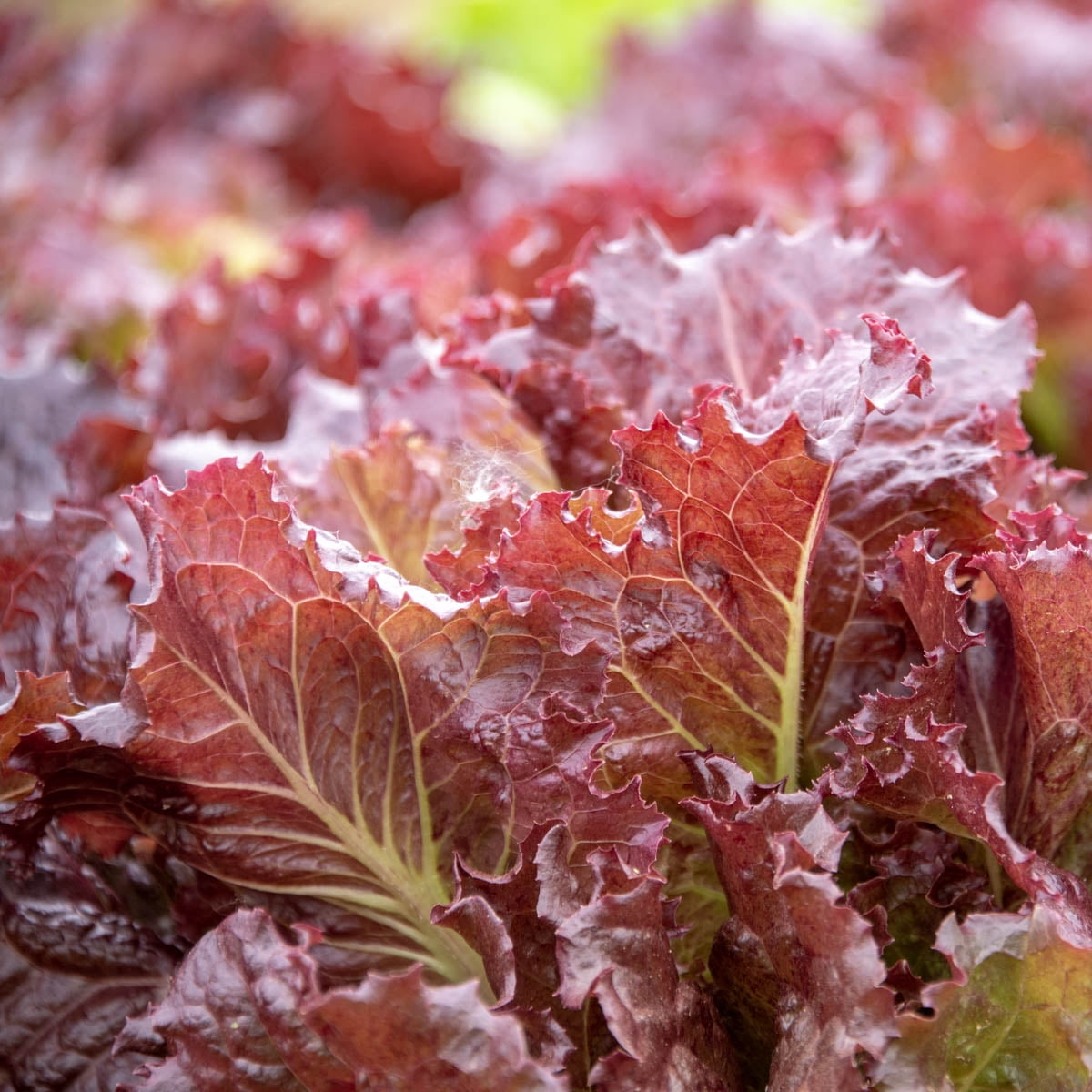 Red Velvet Leaf Lettuce 2 seed tapes measuring 7.5 feet long each