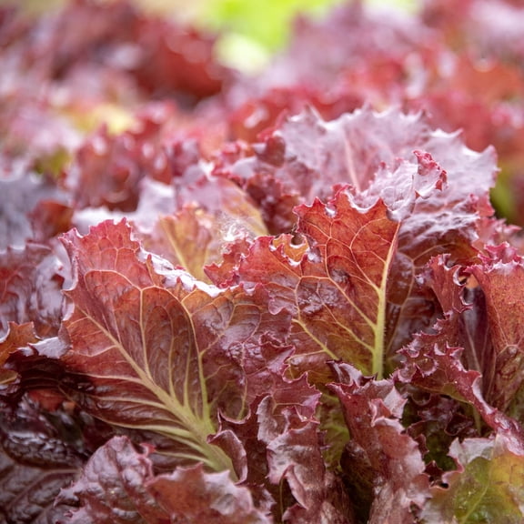 Red Velvet Leaf Lettuce - 2 seed tapes measuring 7.5 feet long each