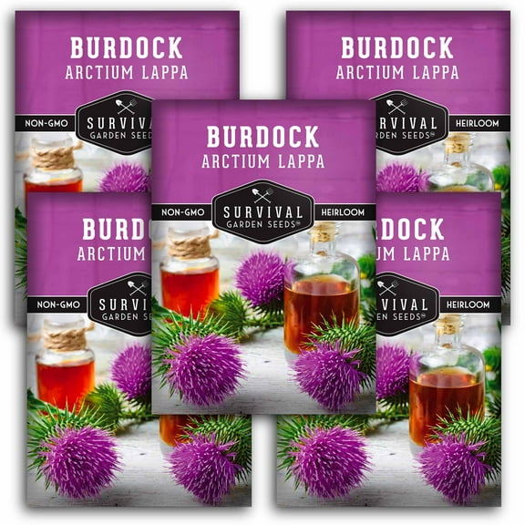 5 Packs Burdock Root Seeds - Non-GMO Heirloom Biennial Full Sun Herb