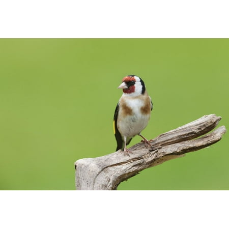 Cheshire Outdoor Wall Goldfinch (Carduelis Carduelis) Garden Bird, Perched on a Tree Stump, Cheshire Print Wall Art By Garry Ridsdale ()