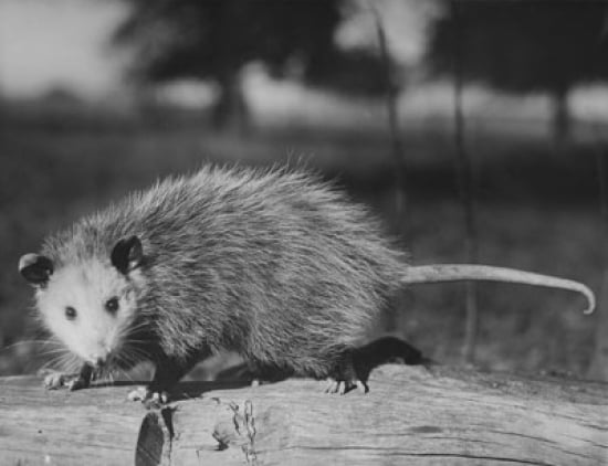Opossum Standing On