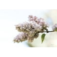 thumbnail image 2 of Schlabach, Sue 24x17 White Modern Wood Framed Museum Art Print Titled - Pale Lilacs II, 2 of 4