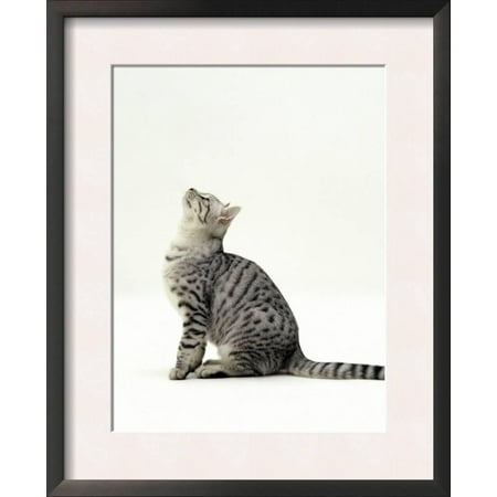 - Domestic Cat, 5-Month Silver Spotted Shorthair Male, Sittin... Framed Art Print Wall Art