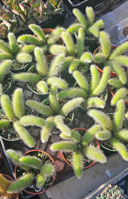 Monkey Double Tail Cactus Live Plant for Planting, Rare Trailing Cactus Succulent Plant for Indoor Outdoor in 2 Inch Pot