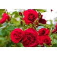 thumbnail image 2 of PEMDASGARDEN 30 Red Rose Flower Seeds (4 Pack), Perennial, 2 of 5