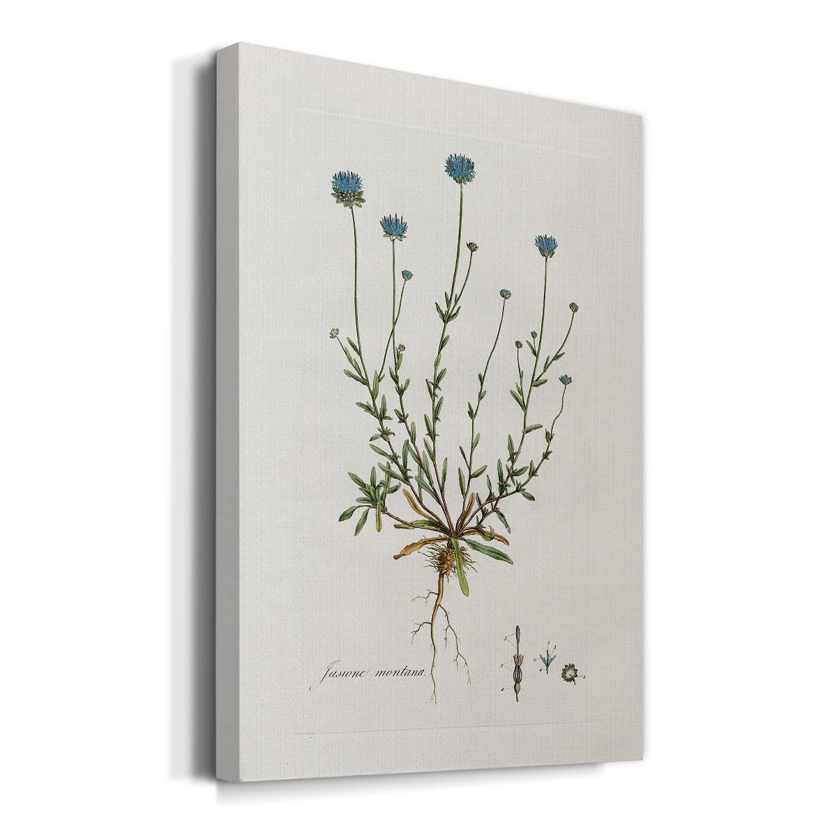 Bellflower Study Premium Gallery Wrapped Canvas - Ready to Hang