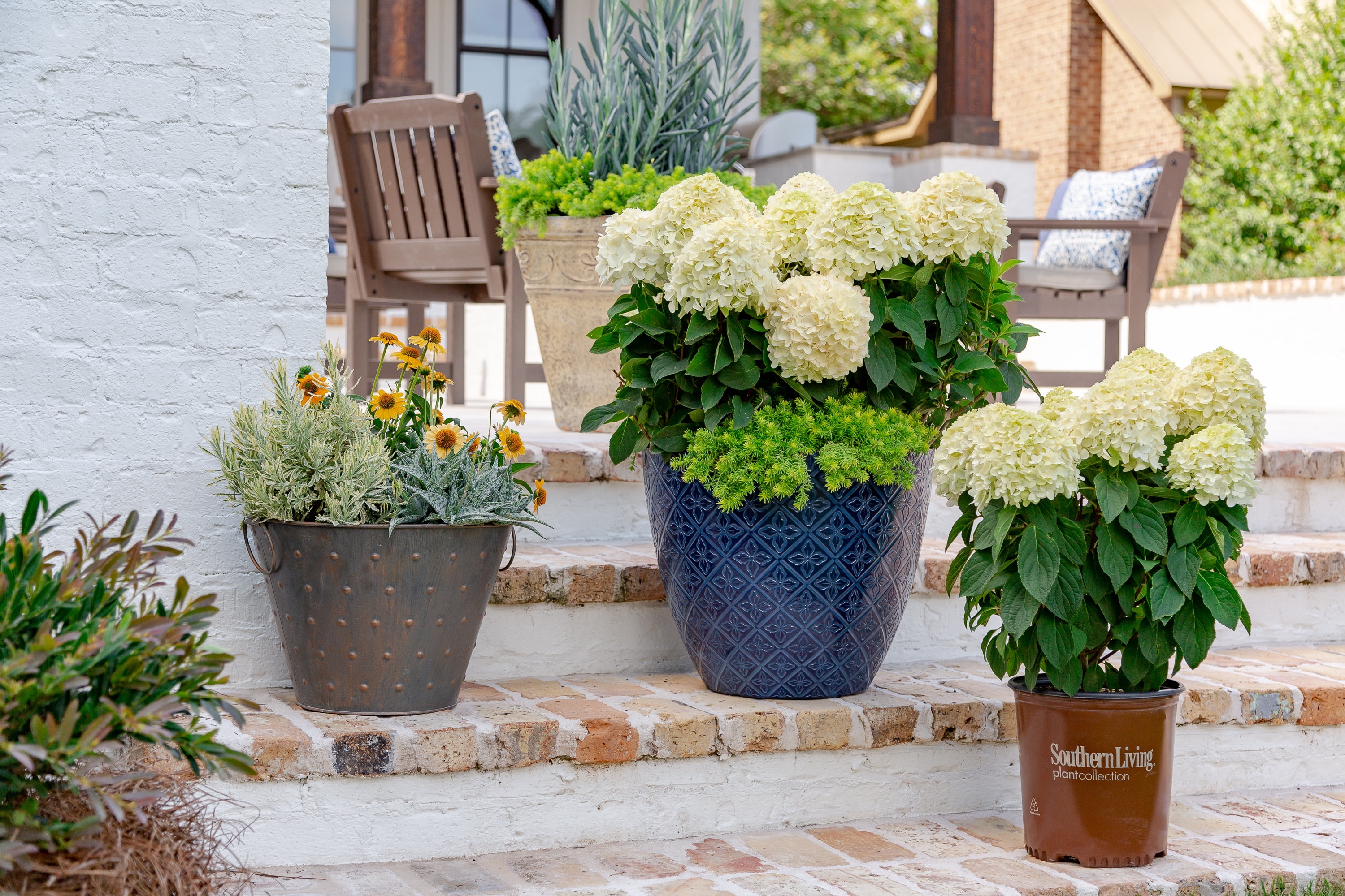 Southern Living White Wedding Paniculata Hydrangea Live Shrub in 2-Gallon Grower Pot