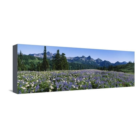 Wildflowers on a Landscape, Tatoosh Range, Mt. Rainier National Park, Washington State, USA Stretched Canvas Print Wall