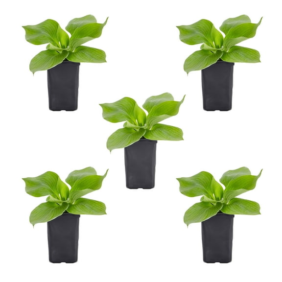 Expert Gardener 1.5PT Blue Hosta Live Perennial Plant Shade 5-Pack