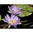 thumbnail image 2 of Dana Underdahl 14x12 White Modern Wood Framed Wall Art Titled - Violet Water Lily I, 2 of 5