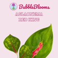 thumbnail image 2 of Aglaonema Red King 2 inch Set of 3 Tiny Mini Pixie Plants, 2 of 8