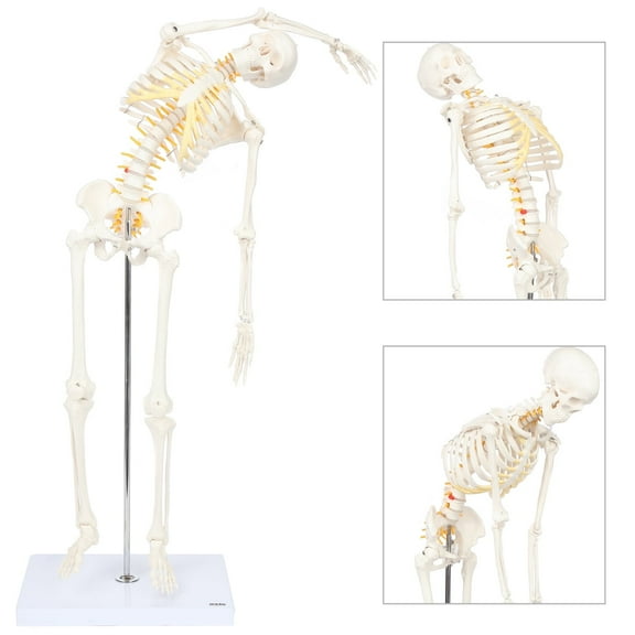Mini Human Flexible Skeleton Model with Stand, 34" Tall Skeleton Includes Flexible Spine and Removable Arms and Legs, a Stand and Base for Display and Demonstration, Made by Axis Scientific