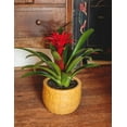 thumbnail image 3 of American Plant Exchange Tropical Flowering Bromeliad, Assorted Colors, 6-Inch Pot, Stunning Live Houseplant, Perfect for Gifting, 3 of 6