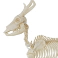 thumbnail image 2 of LED Illuminated Deer Skeleton, 60-inch, Halloween Decoration, by Way to Celebrate, 2 of 6