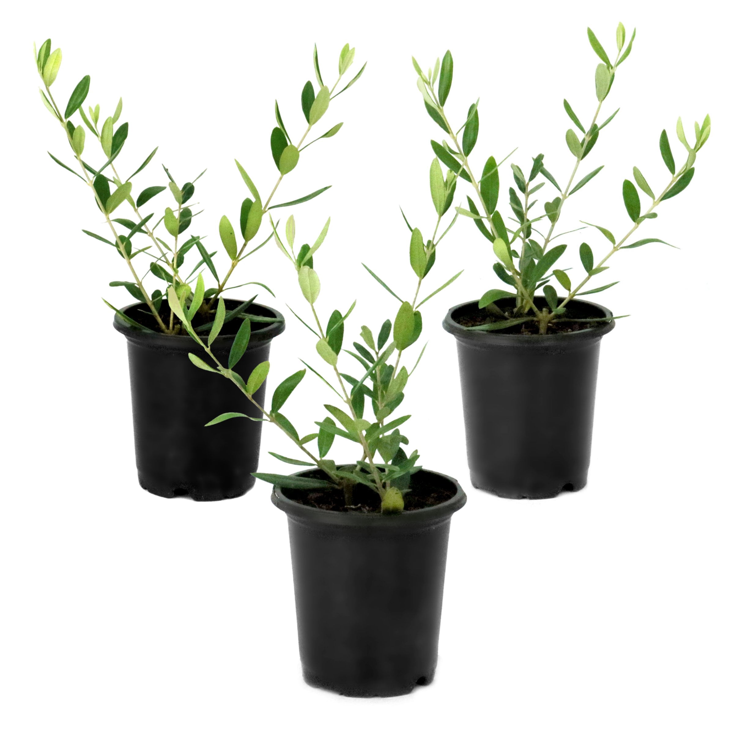 National Plant Network 4 in. Leccino Olive Tree