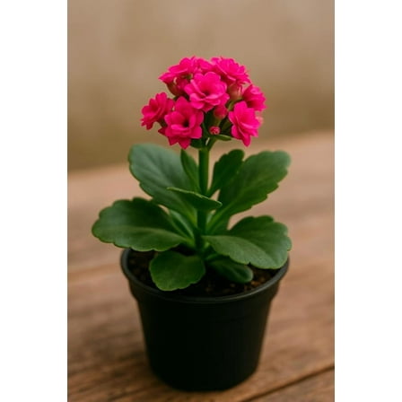 Hot Pink Kalanchoe Starter Live Plant in 2 Inch Pot
