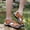Brown, variant on DPTALR Outdoor Men's Leather Non-slip Anti-kick And Anti-collision Beach Sandals