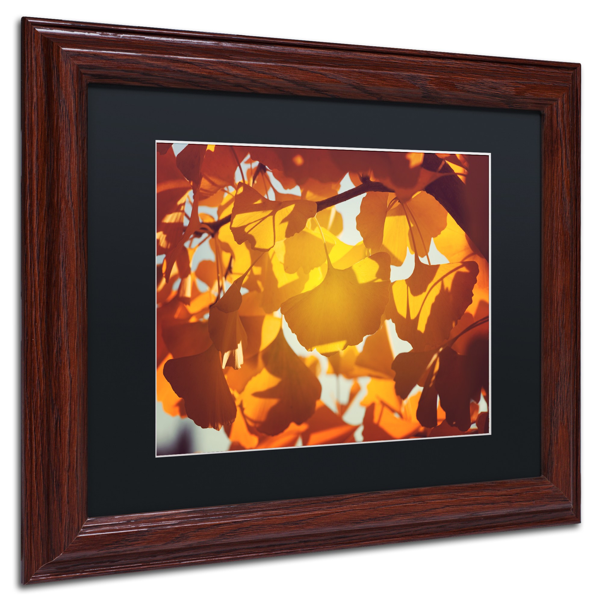 Trademark Fine Art "Ginkgo Leaves" Canvas Art by Philippe Sainte-Laudy Black Matte, Wood Frame