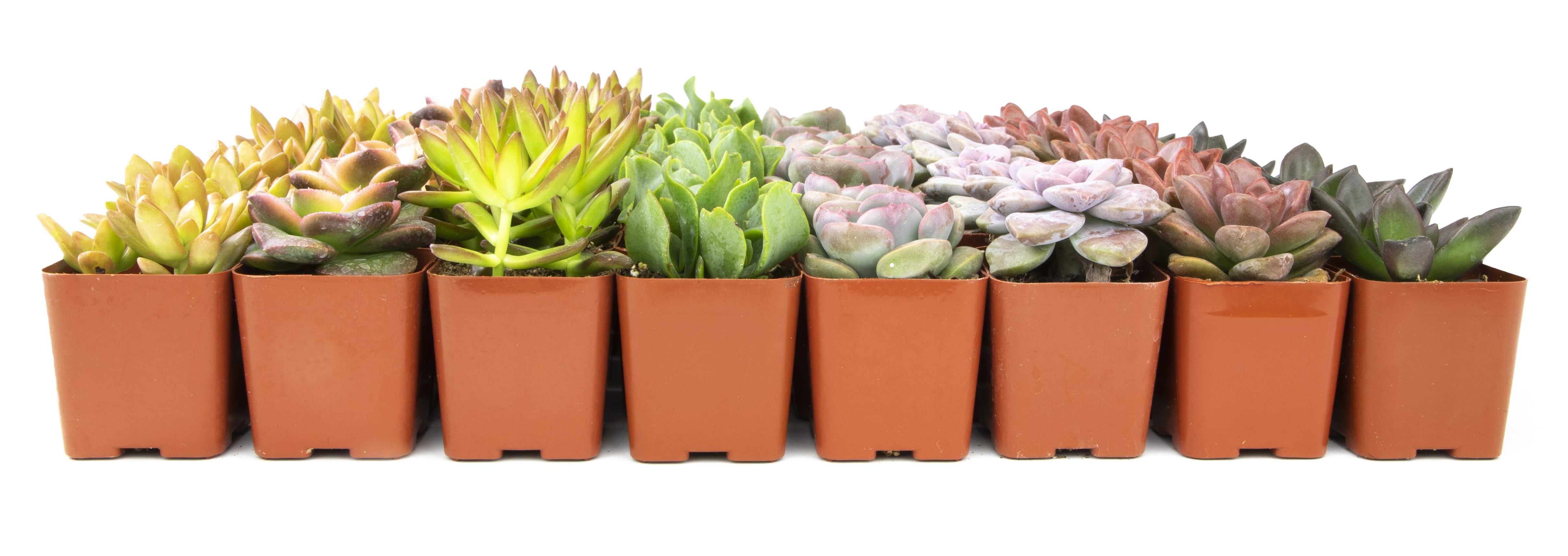 Altman Plants Bulk Succulent Plants (50PK) Love Live Plants & Small Succulents - 2 in Pots