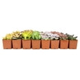 thumbnail image 2 of Altman Plants Bulk Succulent Plants (50PK) Love Live Plants & Small Succulents - 2 in Pots, 2 of 11