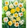 thumbnail image 2 of Large Flowering Mix Daffodil Bulbs for Planting, Stunning Perennial Flower Bulbs, Borders, Garden, Landscaping, Bulb Size 12/14 cm, Large Flowering Daffs (10 Bulbs), 2 of 3