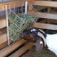 Rugged Ranch SGGBF Panier à Foin pour Moutons et Chèvres&44; Gris – image 3 sur 5