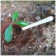 thumbnail image 1 of GOOHOCHY 3PCS Succulent Plants Tools Kit For Gardening Tools In Plastic And Digging, 1 of 8