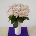 thumbnail image 3 of Painted Sugar Mom Confetti Roses - Farm Direct Fresh Cut Flowers - 50 Stems, 3 of 5