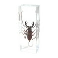 thumbnail image 1 of Ed Speldy East PW309 Poids à Papier Vrai Bug Régulier-Grand-Noir Scorpion, 1 of 1