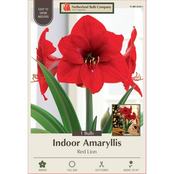 Red Lion Dutch Amaryllis Bulb - 30/32cm Bulb