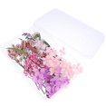 thumbnail image 1 of 1 Box Real Dried Flowers Diy Craft Material Pressed Dried Flowers Diy Materials, 1 of 1