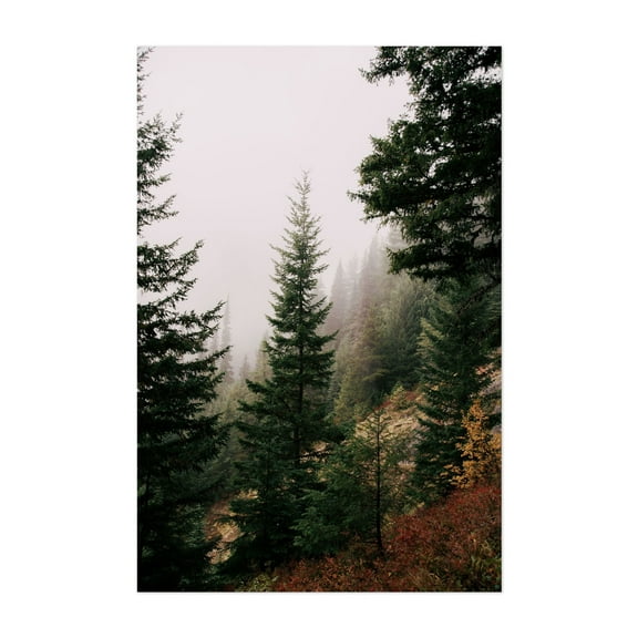 Autumn - Washington Photography Forest Nature Autumn Woodland Scenic Wilderness Landscape Unframed Wall Art Print 4 x 6 inches
