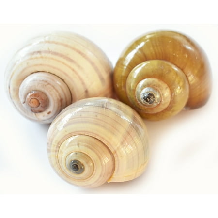 3 Large Land Snail Shells Sampler 2.5-3