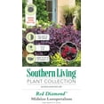 thumbnail image 5 of Southern Living Red Diamond Loropetalum Live Shrub in 2-Gallon Grower Pot, 5 of 7