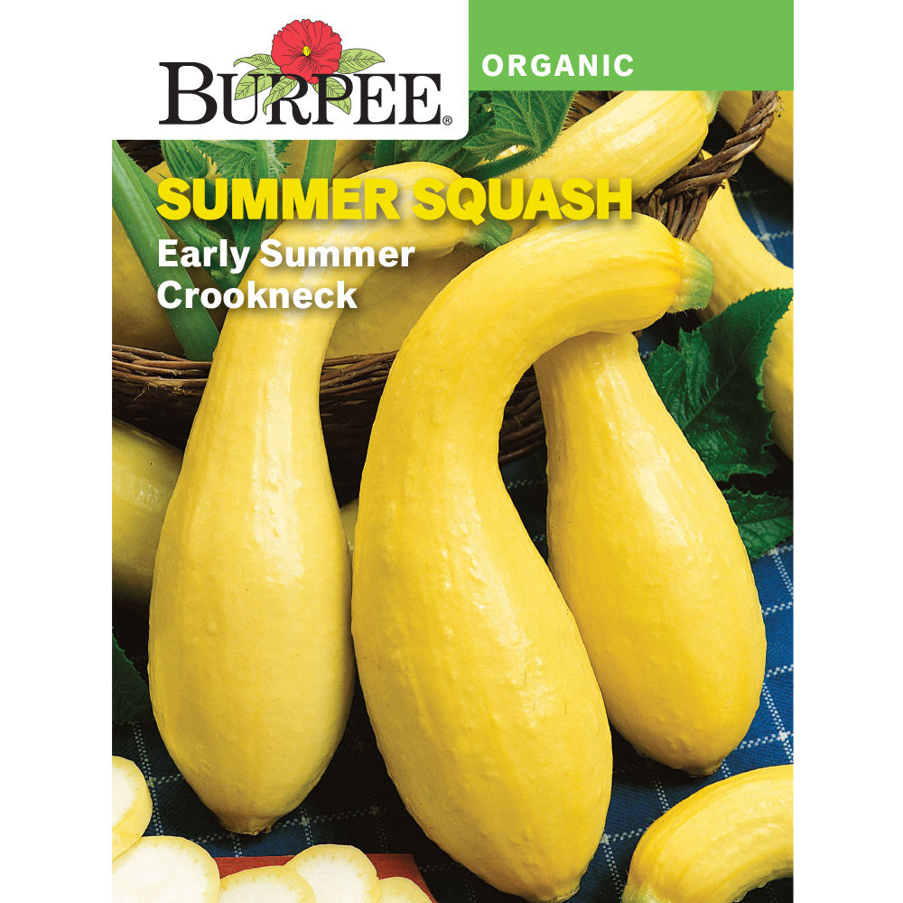 Burpee Organic Early Summer Crookneck Summer Squash Vegetable Seed, 1