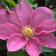 thumbnail image 3 of Clematis Abilene - Live Starter Plant in a 2 Inch Growers Pot - Starter Plants Ready for The Garden - Bold and Beautiful Pink Flowering Vine, 3 of 7