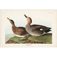 thumbnail image 3 of Audubon, John James 14x11 Black Modern Framed Museum Art Print Titled - Pl 348 Galdwell Duck, 3 of 5