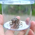thumbnail image 2 of 5 Pcs Visionneuse de Bugs Grossissante Grand Pot de Bugs Visionneuse de Bugs Collection d'Insectes Créature Cage d'Insectes Biologie Science Observateur Gadget Éducatif d'Exploration Jouets, 2 of 7