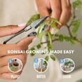 thumbnail image 5 of Garden Republic Bonsai Tree Kit, All-in-One Indoor Grow Kit, 5 of 7