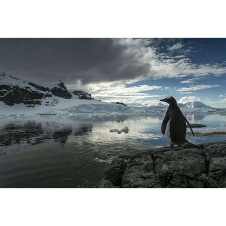 Antarctica Cuverville Island Silhouette of Gentoo Penguin (Pygoscelis papua) standing on rocky shoreline along Errera Channel Stretched Canvas - Paul Souders  Design Pics (19 x (Best Camping Channel Islands)