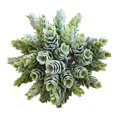thumbnail image 2 of Coofit 13PCS Artificial Succulent Plant Plastic Realistic Fake Plant Home Decoration, 2 of 10