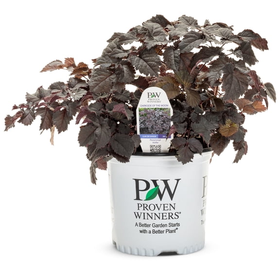 Proven Winners 6" Purple 'Dark Side of the Moon' Astilbe Live Plant in 7.5" Pot